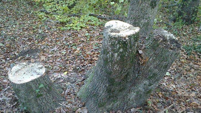 Бракониери незаконно режат дърва за огрев